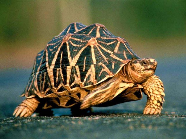 Все о черепахах в Красноярске | ЗооТом портал о животных