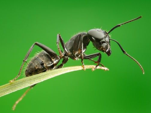 Все о муравьях в Красноярске | ЗооТом портал о животных