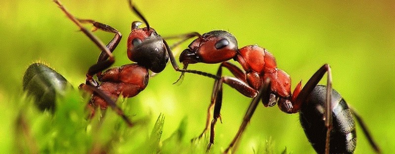 Все о муравьях в Красноярске | ЗооТом портал о животных