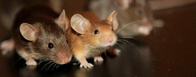 Все о мышах в Красноярске | ЗооТом - продажа, вязка и услуги для животных в Красноярске