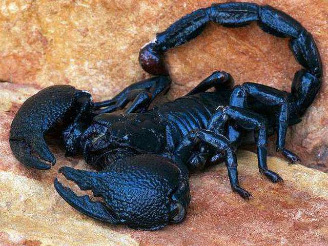 Все о скорпионах в Красноярске | ЗооТом портал о животных
