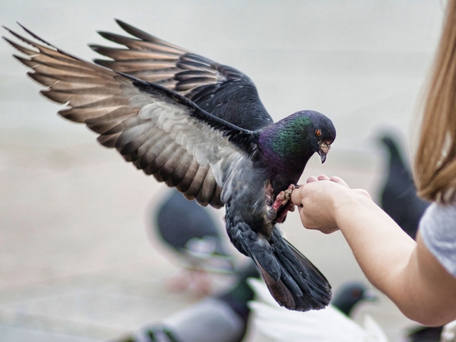 Все о голубях | ЗооТом - продажа, вязка и услуги для животных в Красноярске