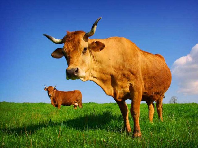 Все о коровах в Красноярске | ЗооТом портал о животных