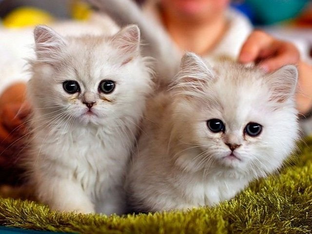 Породы кошек в Красноярске | ЗооТом портал о животных