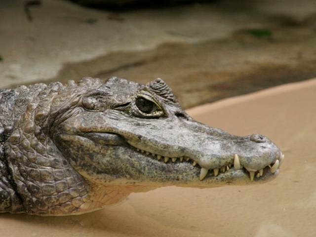 Все о крокодилах в Красноярске | ЗооТом портал о животных