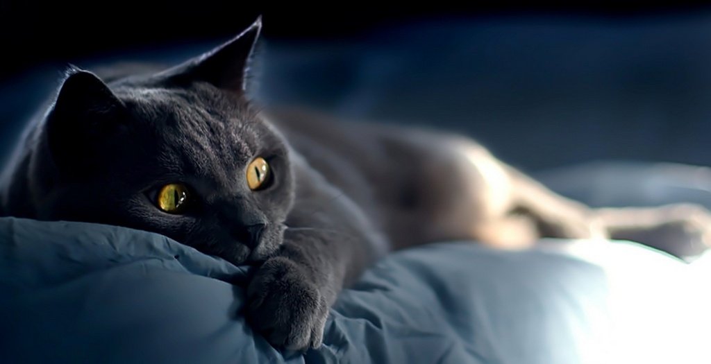 Объявления о кошках | ЗооТом - продажа, вязка и услуги для животных в Красноярске