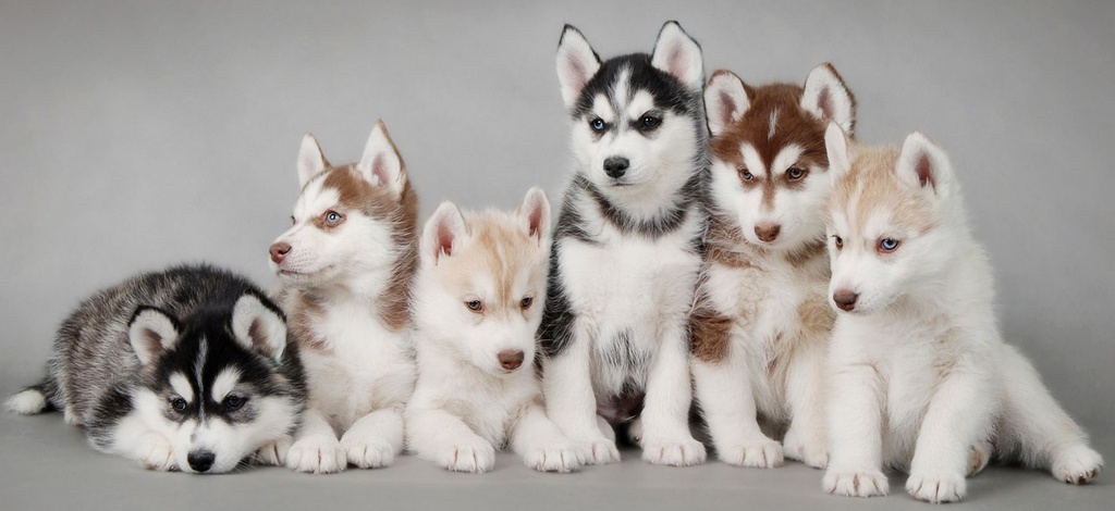 Объявления о собаках | ЗооТом - продажа, вязка и услуги для животных в Красноярске