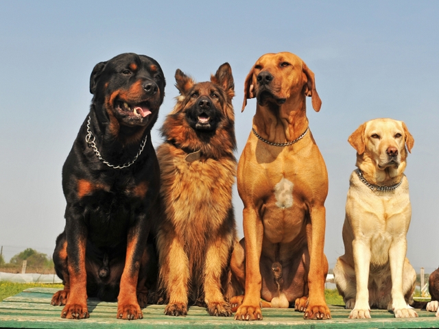 Крупные породы собак в Красноярске | ЗооТом портал о животных