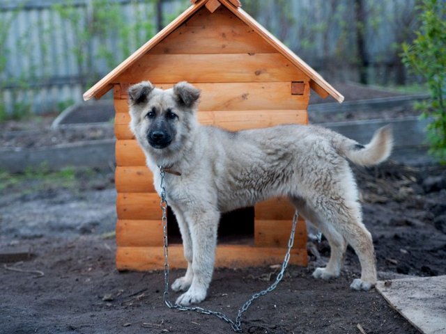 Все о собаках в Красноярске