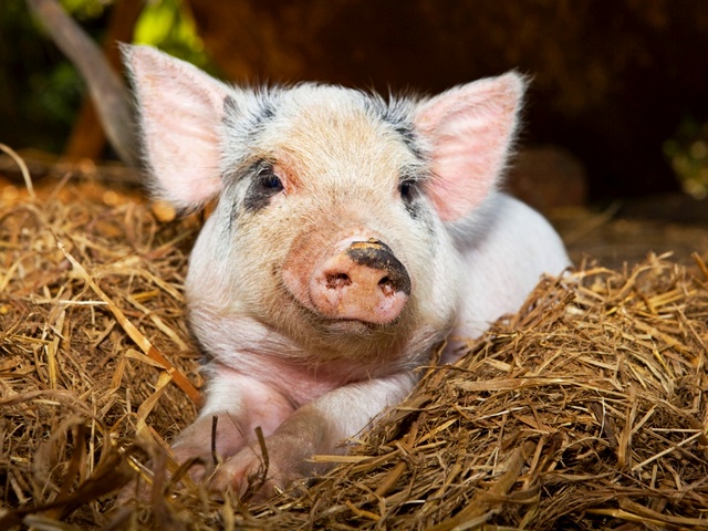Все о свиньях в Красноярске | ЗооТом портал о животных